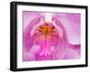 Pink Orchid in the Phalaenopsis Family, San Francisco, CA USA-Julie Eggers-Framed Premium Photographic Print