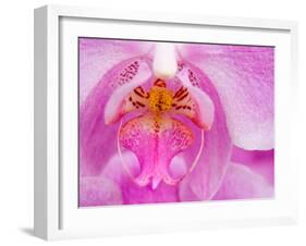 Pink Orchid in the Phalaenopsis Family, San Francisco, CA USA-Julie Eggers-Framed Premium Photographic Print