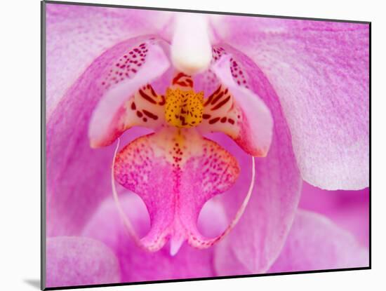 Pink Orchid in the Phalaenopsis Family, San Francisco, CA USA-Julie Eggers-Mounted Premium Photographic Print