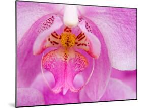 Pink Orchid in the Phalaenopsis Family, San Francisco, CA USA-Julie Eggers-Mounted Premium Photographic Print