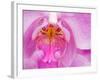 Pink Orchid in the Phalaenopsis Family, San Francisco, CA USA-Julie Eggers-Framed Photographic Print