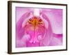 Pink Orchid in the Phalaenopsis Family, San Francisco, CA USA-Julie Eggers-Framed Photographic Print
