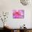 Pink Orchid in the Phalaenopsis Family, San Francisco, CA USA-Julie Eggers-Mounted Photographic Print displayed on a wall