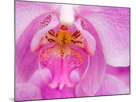 Pink Orchid in the Phalaenopsis Family, San Francisco, CA USA-Julie Eggers-Mounted Photographic Print