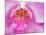 Pink Orchid in the Phalaenopsis Family, San Francisco, CA USA-Julie Eggers-Mounted Photographic Print