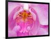 Pink Orchid in the Phalaenopsis Family, San Francisco, CA USA-Julie Eggers-Framed Photographic Print