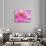 Pink Orchid in the Phalaenopsis Family, San Francisco, CA USA-Julie Eggers-Photographic Print displayed on a wall