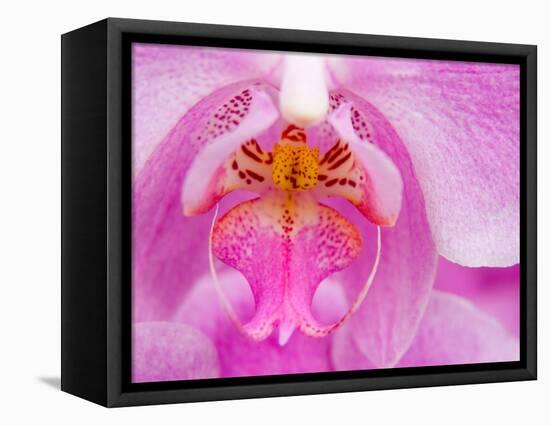 Pink Orchid in the Phalaenopsis Family, San Francisco, CA USA-Julie Eggers-Framed Stretched Canvas