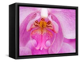 Pink Orchid in the Phalaenopsis Family, San Francisco, CA USA-Julie Eggers-Framed Stretched Canvas