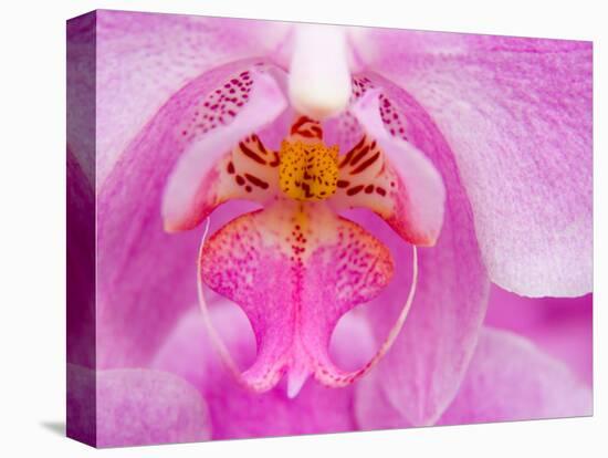 Pink Orchid in the Phalaenopsis Family, San Francisco, CA USA-Julie Eggers-Stretched Canvas
