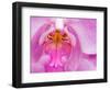 Pink Orchid in the Phalaenopsis Family, San Francisco, CA USA-Julie Eggers-Framed Photographic Print