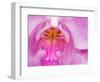 Pink Orchid in the Phalaenopsis Family, San Francisco, CA USA-Julie Eggers-Framed Photographic Print