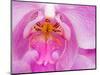 Pink Orchid in the Phalaenopsis Family, San Francisco, CA USA-Julie Eggers-Mounted Photographic Print