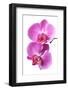 Pink Orchid Isolated on White-haveseen-Framed Photographic Print