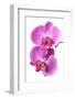 Pink Orchid Isolated on White-haveseen-Framed Photographic Print