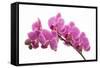 Pink Orchid on White 01-Tom Quartermaine-Framed Stretched Canvas