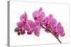 Pink Orchid on White 01-Tom Quartermaine-Stretched Canvas