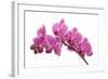 Pink Orchid on White 01-Tom Quartermaine-Framed Giclee Print