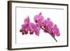 Pink Orchid on White 01-Tom Quartermaine-Framed Giclee Print