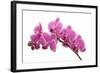 Pink Orchid on White 01-Tom Quartermaine-Framed Giclee Print