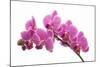 Pink Orchid on White 01-Tom Quartermaine-Mounted Giclee Print