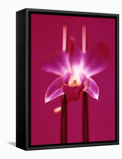 Pink Orchid (Phalaenopsis) as Table Decoration-Hartmut Kiefer-Framed Stretched Canvas