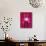 Pink Orchid (Phalaenopsis) as Table Decoration-Hartmut Kiefer-Photographic Print displayed on a wall