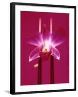 Pink Orchid (Phalaenopsis) as Table Decoration-Hartmut Kiefer-Framed Photographic Print