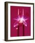 Pink Orchid (Phalaenopsis) as Table Decoration-Hartmut Kiefer-Framed Photographic Print