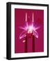 Pink Orchid (Phalaenopsis) as Table Decoration-Hartmut Kiefer-Framed Photographic Print