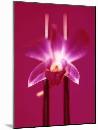 Pink Orchid (Phalaenopsis) as Table Decoration-Hartmut Kiefer-Mounted Photographic Print