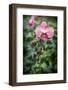 Pink orchid, USA.-Lisa Engelbrecht-Framed Photographic Print