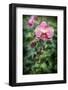 Pink orchid, USA.-Lisa Engelbrecht-Framed Photographic Print