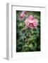 Pink orchid, USA.-Lisa Engelbrecht-Framed Photographic Print