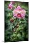 Pink orchid, USA.-Lisa Engelbrecht-Mounted Photographic Print