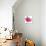 Pink Orchid-Cédric Porchez-Art Print displayed on a wall