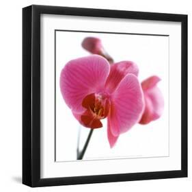 Pink Orchid-Cédric Porchez-Framed Art Print