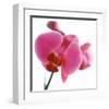 Pink Orchid-Cédric Porchez-Framed Art Print