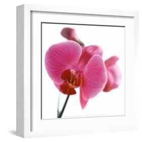 Pink Orchid-Cédric Porchez-Framed Art Print