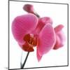 Pink Orchid-Cédric Porchez-Mounted Art Print