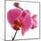 Pink Orchid-Cédric Porchez-Mounted Art Print