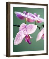 Pink Orchid-Amelie Vuillon-Framed Art Print