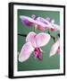 Pink Orchid-Amelie Vuillon-Framed Art Print