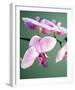 Pink Orchid-Amelie Vuillon-Framed Art Print