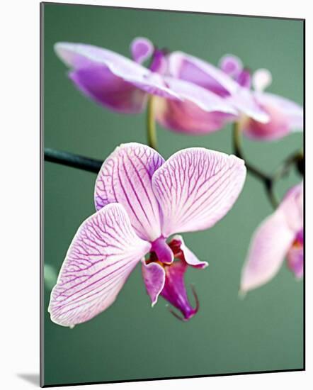 Pink Orchid-Amelie Vuillon-Mounted Art Print