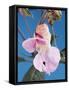 Pink Orchid-null-Framed Stretched Canvas
