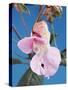 Pink Orchid-null-Stretched Canvas