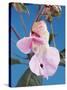 Pink Orchid-null-Stretched Canvas