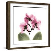 Pink Orchid-Albert Koetsier-Framed Art Print