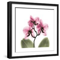 Pink Orchid-Albert Koetsier-Framed Art Print